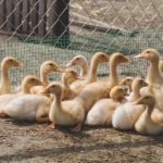 永野一夏的父亲欠债背后的故事与影响分析 01mon8