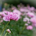 dno2sx7wk5