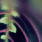 漫画 日本 全彩:探索日本全彩漫画的魅力与艺术风格 o2e41fx