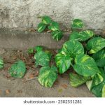 畅享裸体舞DVD免费观看,尽情体验舞蹈魅力 75oeuf